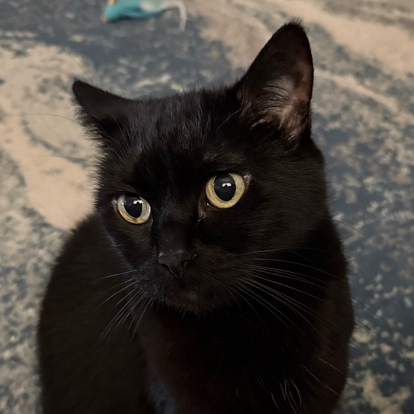 bblackcatt